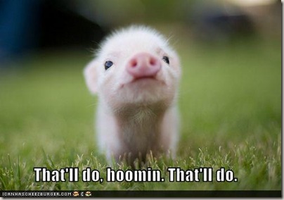 Babe the mini pig
