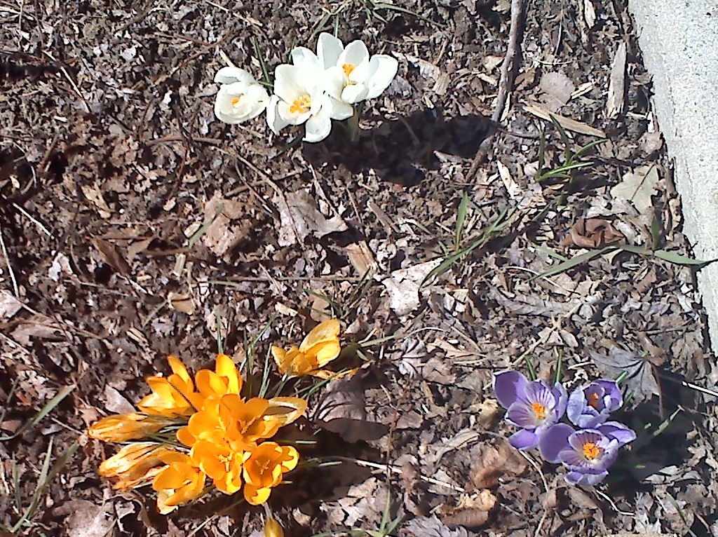 [crocuses in front yard[4].jpg]