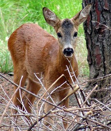 This undated photo provided by the Center of Natural Sciences in Prato, Italy, Wednesday, June 11, 2008, shows a deer with a single horn in the center of its head. The one-year-old Roe Deer - nicknamed "Unicorn''  - was born in captivity in the research center's park in the Tuscan town of Prato, near Florence, Gilberto Tozzi, director of the Center of Natural Sciences, said. He is believed to have been born with a genetic flaw; his twin has two horns. (AP Photo/Center of Natural Sciences, ho)  ** EDITORIAL USE ONLY **