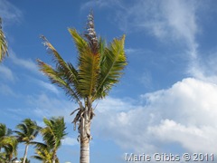 IMG_1532 IMG_1532