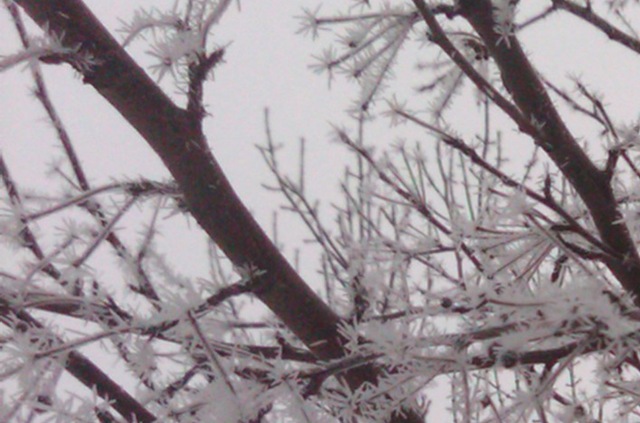 [FreezeFog[12].jpg]