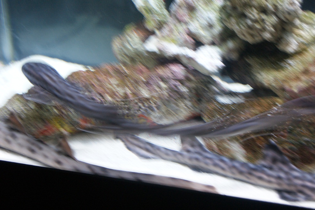 [Aquarium April 2011 017[3].jpg]