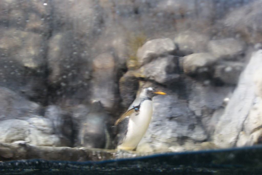 [Aquarium April 2011 018[3].jpg]