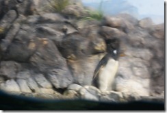 Aquarium April 2011 025