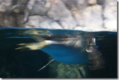 Aquarium April 2011 026