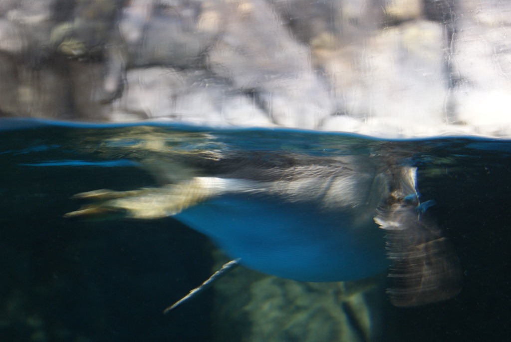 [Aquarium April 2011 026[3].jpg]