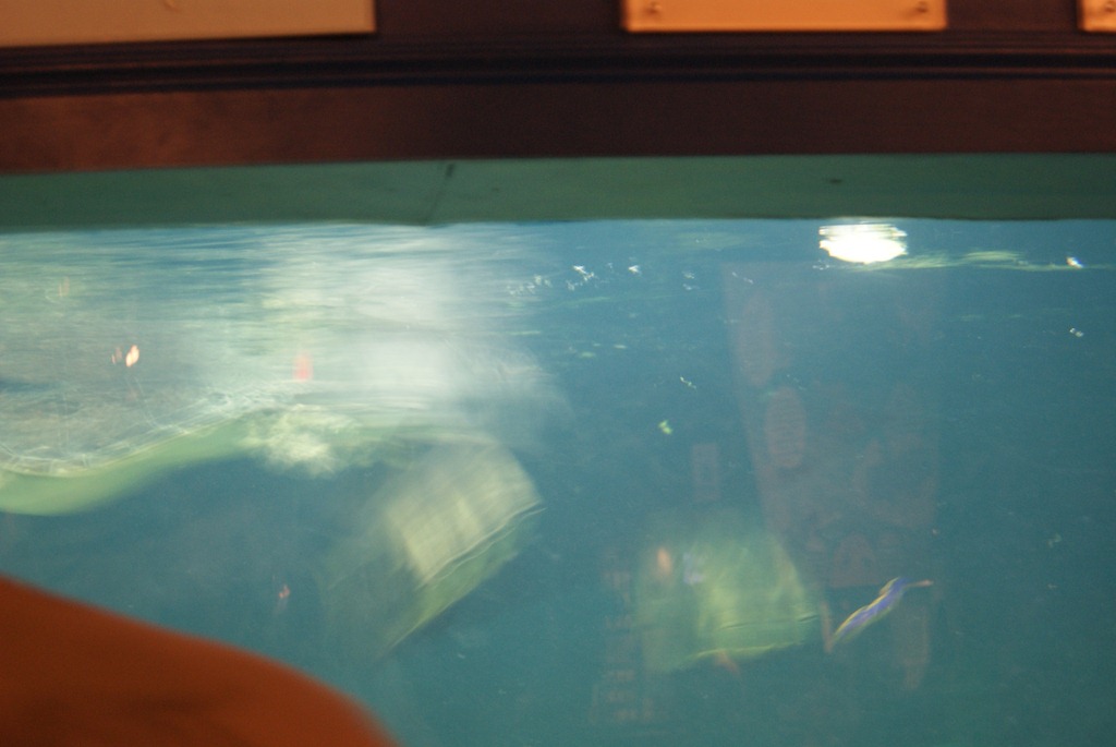 [Aquarium April 2011 028[3].jpg]