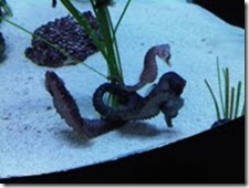 seahorses