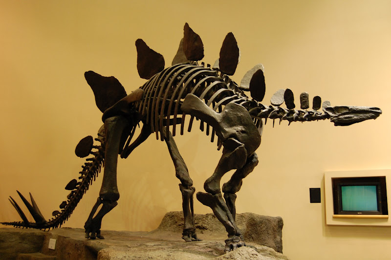 This particular model was not a real Stegosarus skeleton