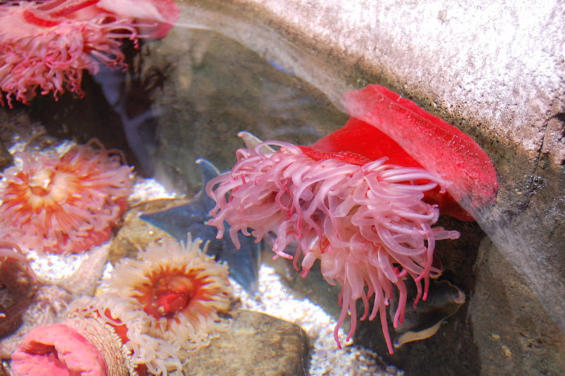 Ive never seen this color sea anenome before. So pretty!
