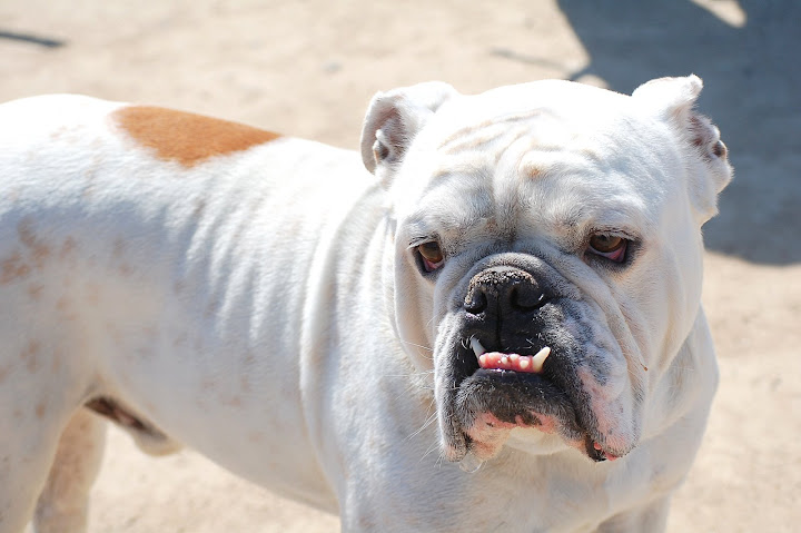 This bull dog totally cracked me up. It kept coming back to me for scratches.