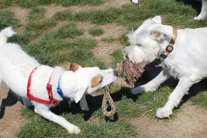 The score for the day -- Maui:5 Jack Russell:2