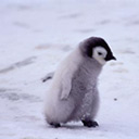 為什麼大家都要打豆豆 為什麼大家都要打豆豆