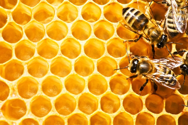 [SWARMING shutterstock_5922463[4].jpg]
