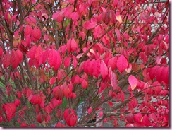 Burning Bush 1 Burning Bush 1