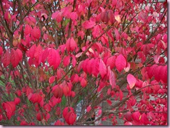 Burning Bush 1