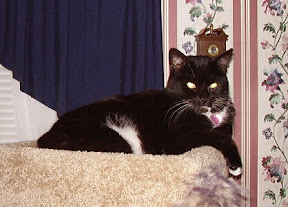 Jack On His Cat Tower