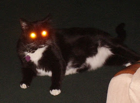 Cat-Droid