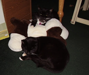 Jack & Simon Napping With Stuffed Dog