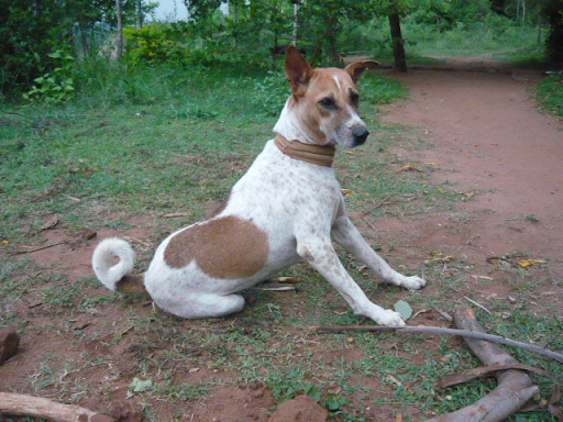Frisky sitting