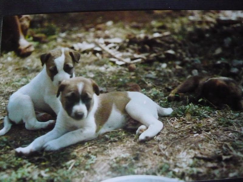 Frisky(front),Gobla(back),Rusty(camouflaged,to the right)