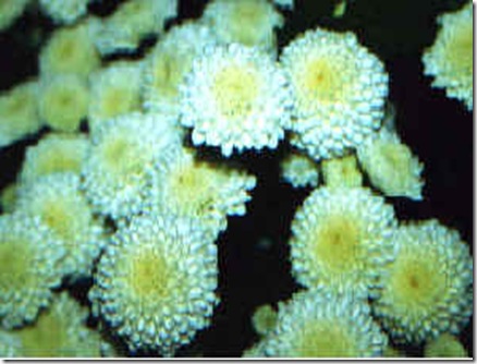 crispoMPOM