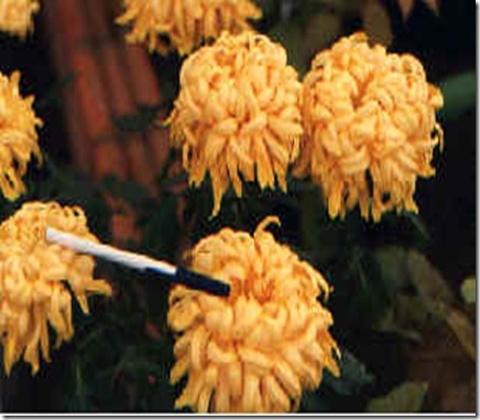crisglGLOBOSA