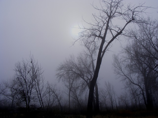 [Fog & Trees[6].jpg]