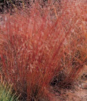 Fuchsrote Segge