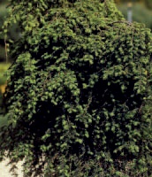 Kanadische Hemlocktanne