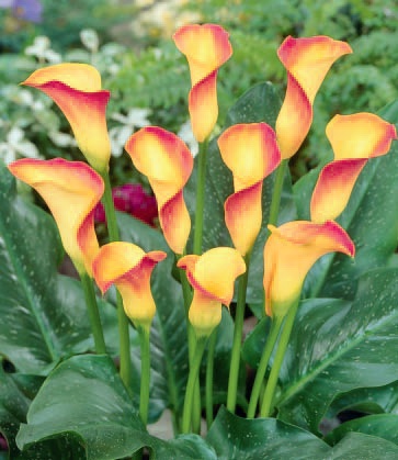 Calla