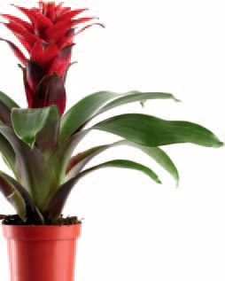 Guzmania -  Bromelien  