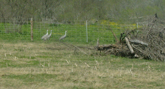 Spotting Image 1