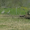 Sandhill Crane