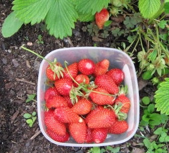 [1st strawberries[3].jpg]