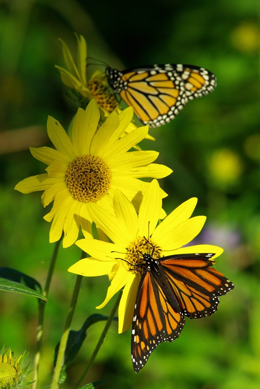 [Monarchs_IMGP0307[2].jpg]