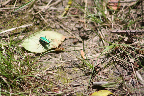 Spotting Image 1