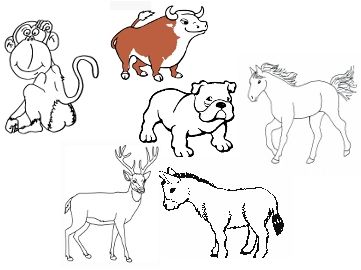 Animals Animals