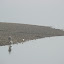 Oysters are harvested into a bucket