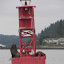 Sea lions sunning in Rich Passage Sea lions sunning in Rich Passage