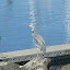 Heron at Bremerton Marina