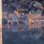 Raccoons at Bremerton Marina