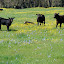 Cows watch us watching them Cows watch us watching them
