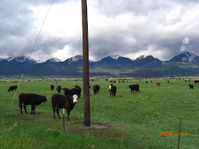 Cows  Like my Bike