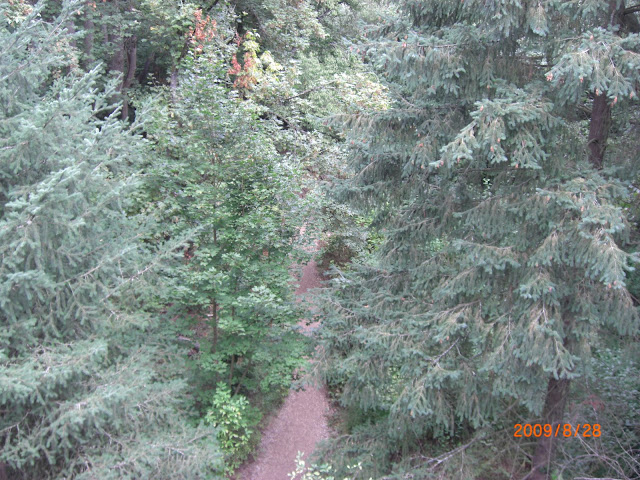 This is the canyon.  Lots of trees.  I'm standing on the bridge looking down.