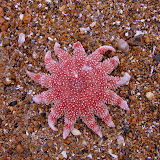 Hunstanton