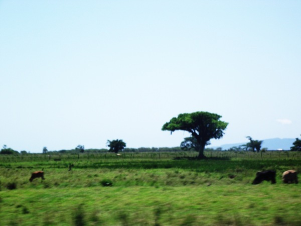 DSCF1130