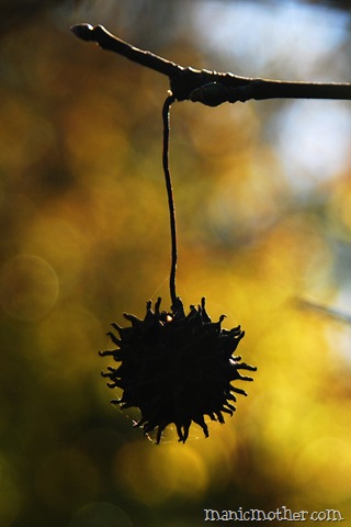 [sweetgum12.jpg]