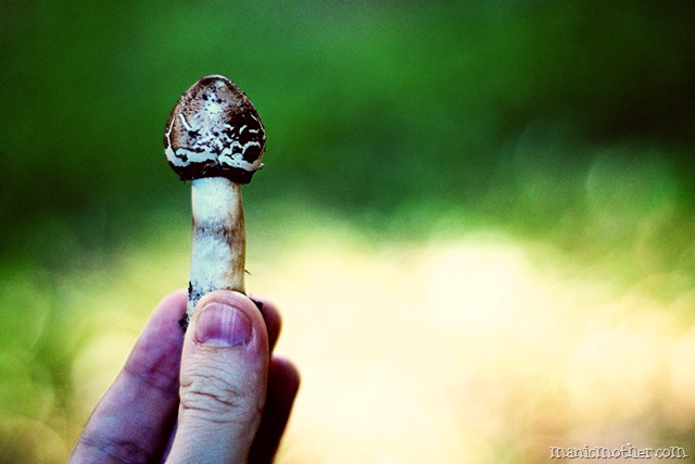 [shroom7.jpg]