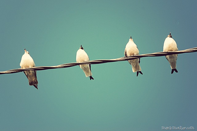 [birdsonawire6.jpg]
